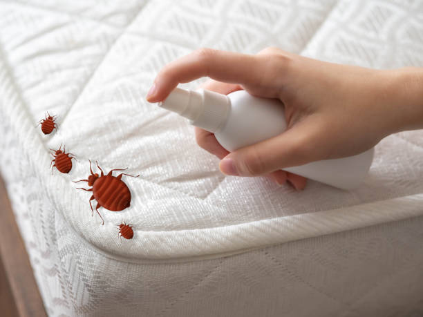 Best Insect Control  in Sandy Springs, SC