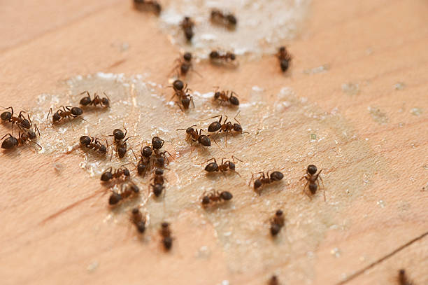 Pest Prevention Services in Sandy Springs, SC